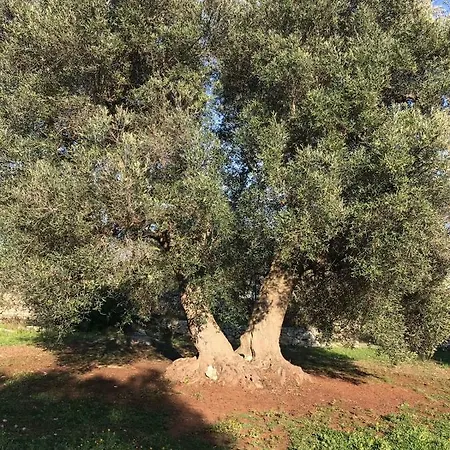 Vila Casa Del Pino Innamorato *